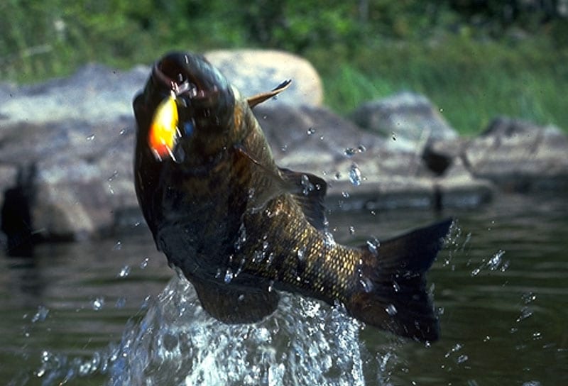 Learn to catch Smallmouth Bass on Popping Bugs - The View From